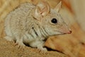 Antechinus bellus